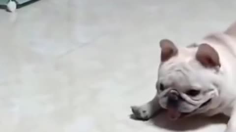 funny dog video