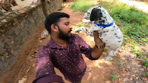 Cachorros dálmata para la venta en tamil nodu