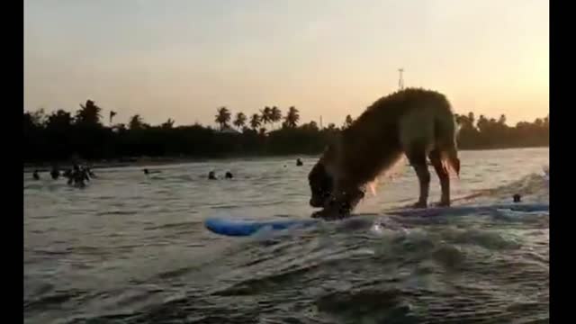 A surfer dog