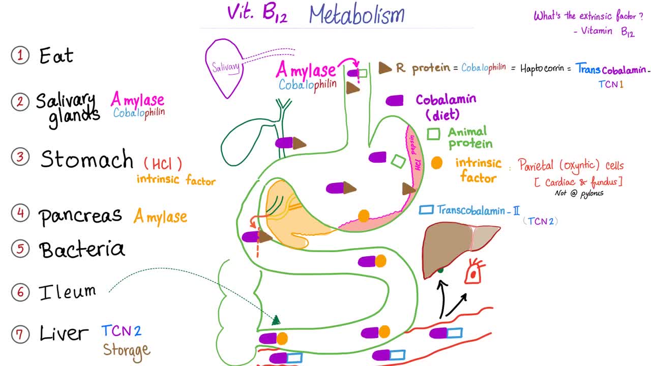 Antiparietal Cell Antibodies (APCAs) | Pernicious Anemia | Vitamin B12 deficiency Anemia.