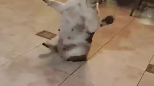 Funny cat video