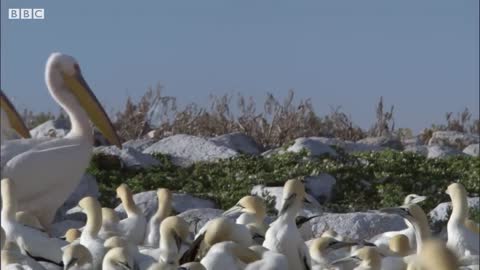 Pelicans Feast On Cape Gannet Chicks | Life | BBC Earth