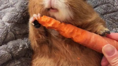 Guinea Pig Crunches Through Carrot