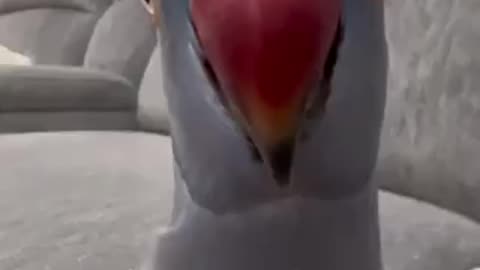 Amazing tia bird 🦅 trending video
