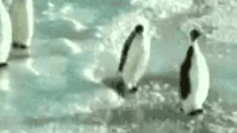 Penguin slap a powerful move