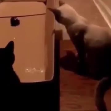 4.funny cats 😂🤣🤣😂