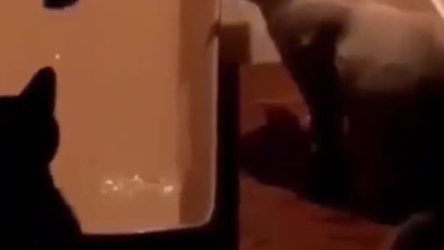 4.funny cats 😂🤣🤣😂