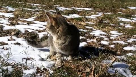 Cat kills huge chicken eating rat cat saves chicken, hero cat Bengal cat Eats massive rat