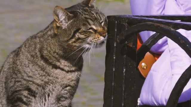 Cat🐈 tries to---- revive his dead:: friends 🐈 🐈 🐈 🐈