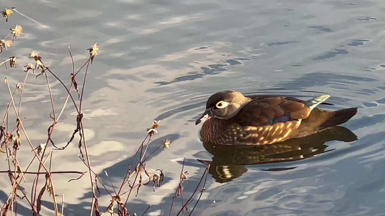 Female Wood Duck Toronto Smythe Park