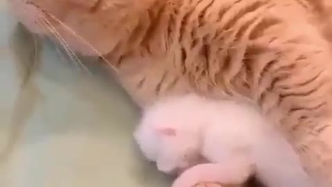 Mother cat loving her baby is the cutest thing I have seen today ❤️