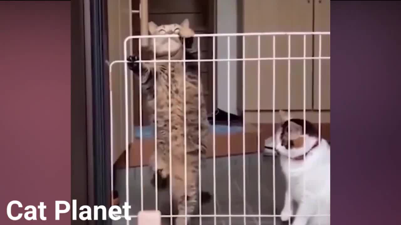 watch Cat Funny videos and try not to lough