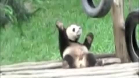 Panda dance