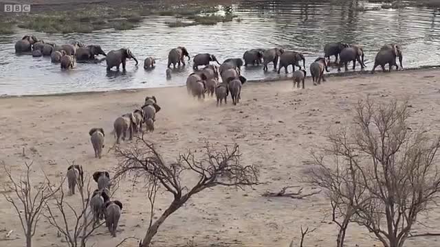 Elephants Being Elephants I BBC Earth