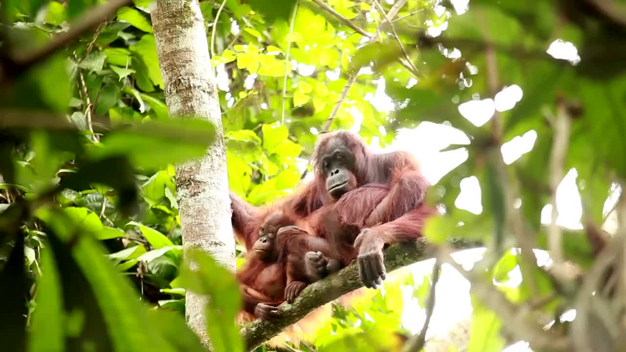 Let's celebrate the wonderfull Orang utan