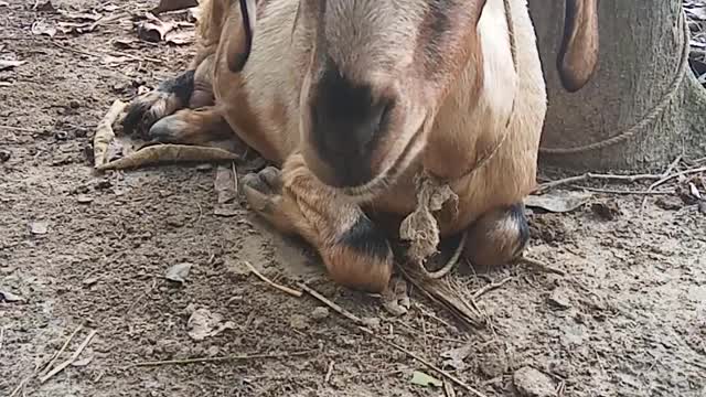 lazy goat☺️ funny video