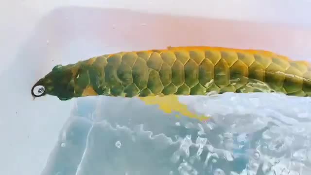 Arowana