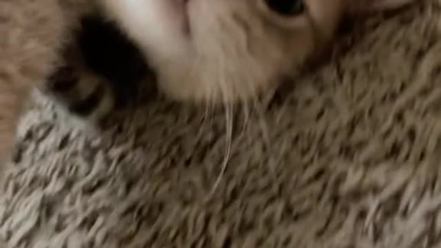 It'socruel to wake up such an adorable kitty