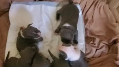 Msu bully farm