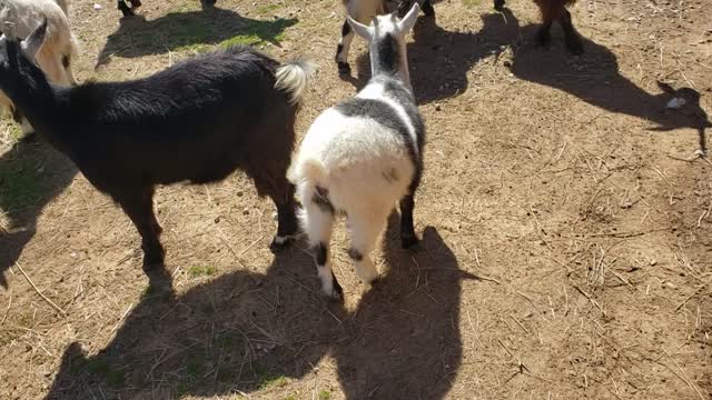 More goats some babies playing!
