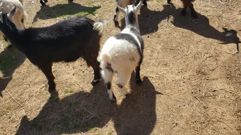 More goats some babies playing!