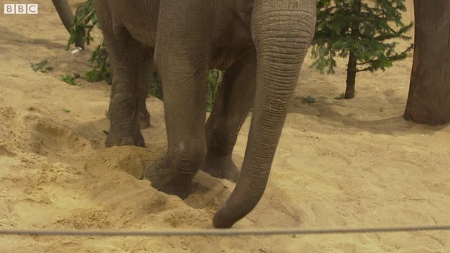 Do Elephants Cry? | Weird Animal Searches | BBC Earth