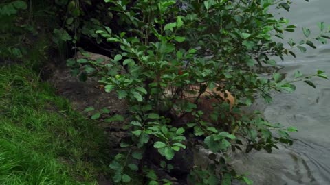 Brown Bear slow motion