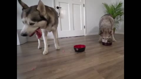 dog eating