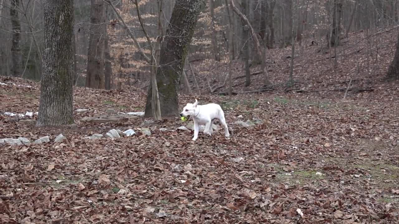 Cute Puppies