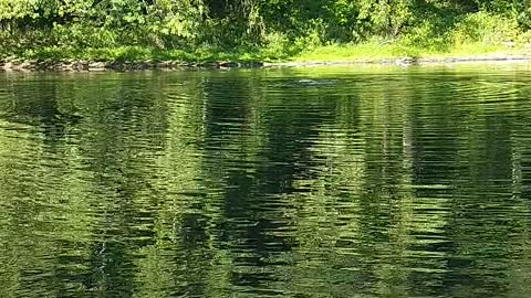 Swimming in the Westfield river