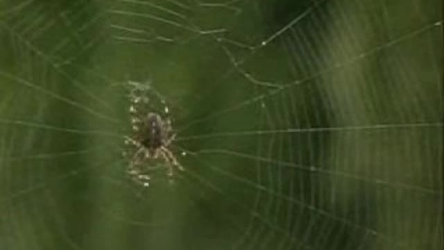 The Wood Spider - Nat'l Film Board of Canada