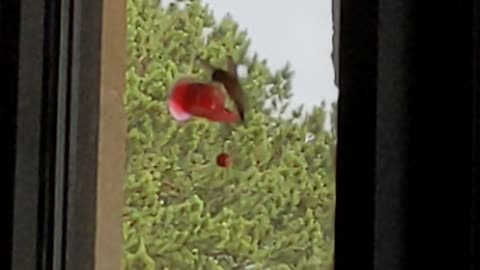 Hummingbird feeding