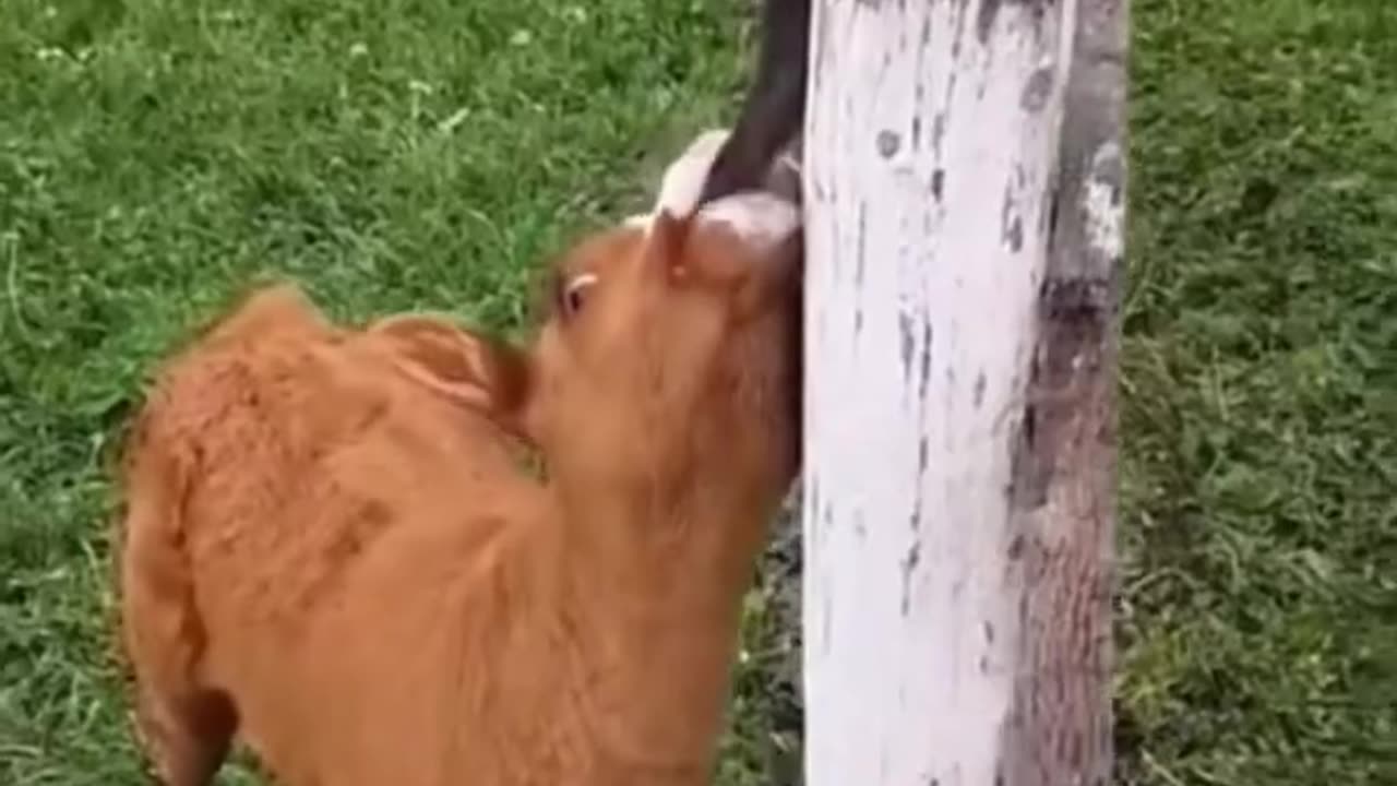 Funny Animals Videos, Try not to laugh