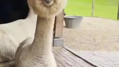 Funny animal compilations