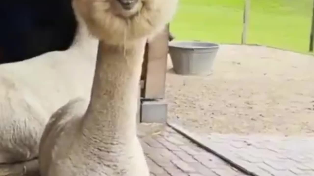 Funny animal compilations