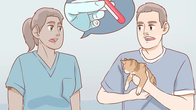 How to Diagnose the Cause of a Swollen Abdomen in Cats