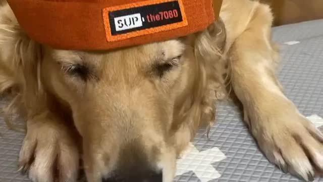 A golden retriever wore a hat