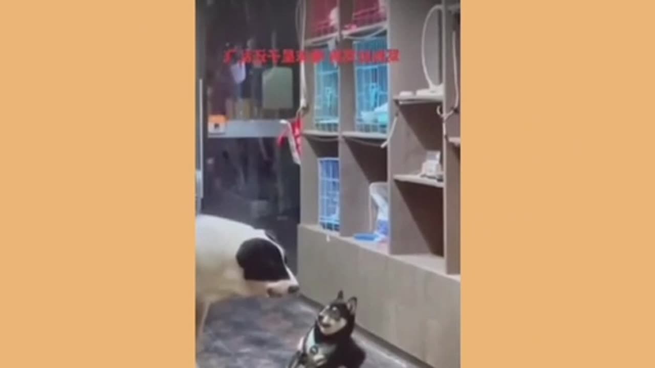Funny video 😂😂
