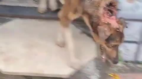 Severely Injured Dog