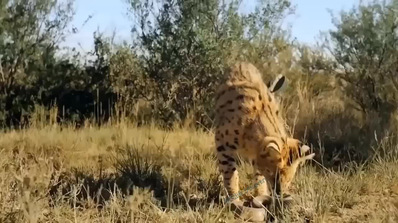 Impressive Battle! Angry Cobra Launched A Powerful Venom Bite To Defeat Mongoose To Escape