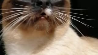 This funny tries to communicate to his hooman, funny