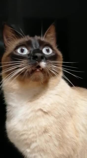 This funny tries to communicate to his hooman, funny