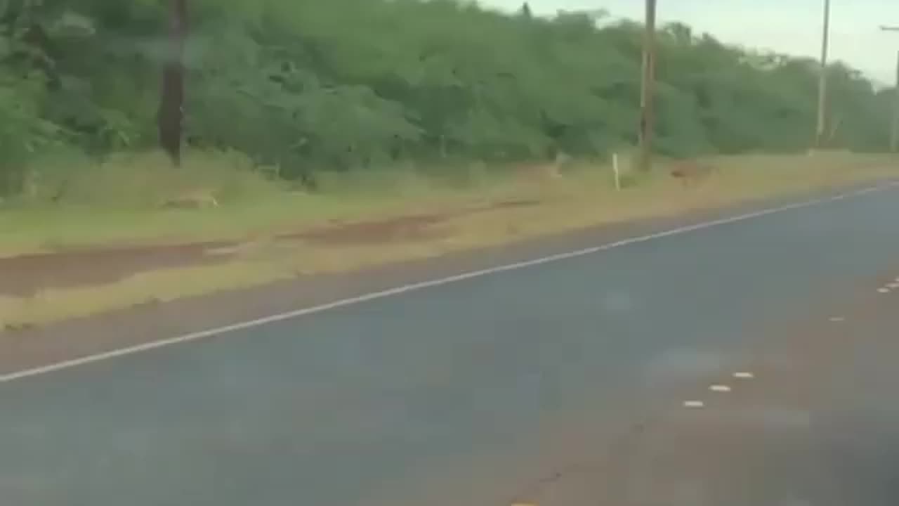 Wildlife & Funs