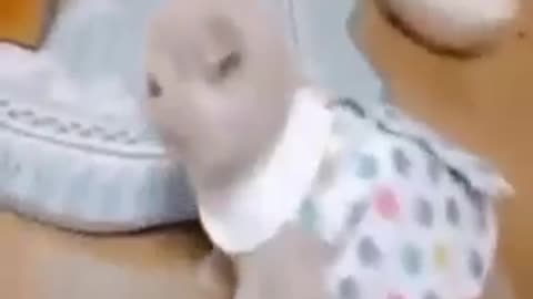 Funny animal videos 🤣🤣🤣🤣