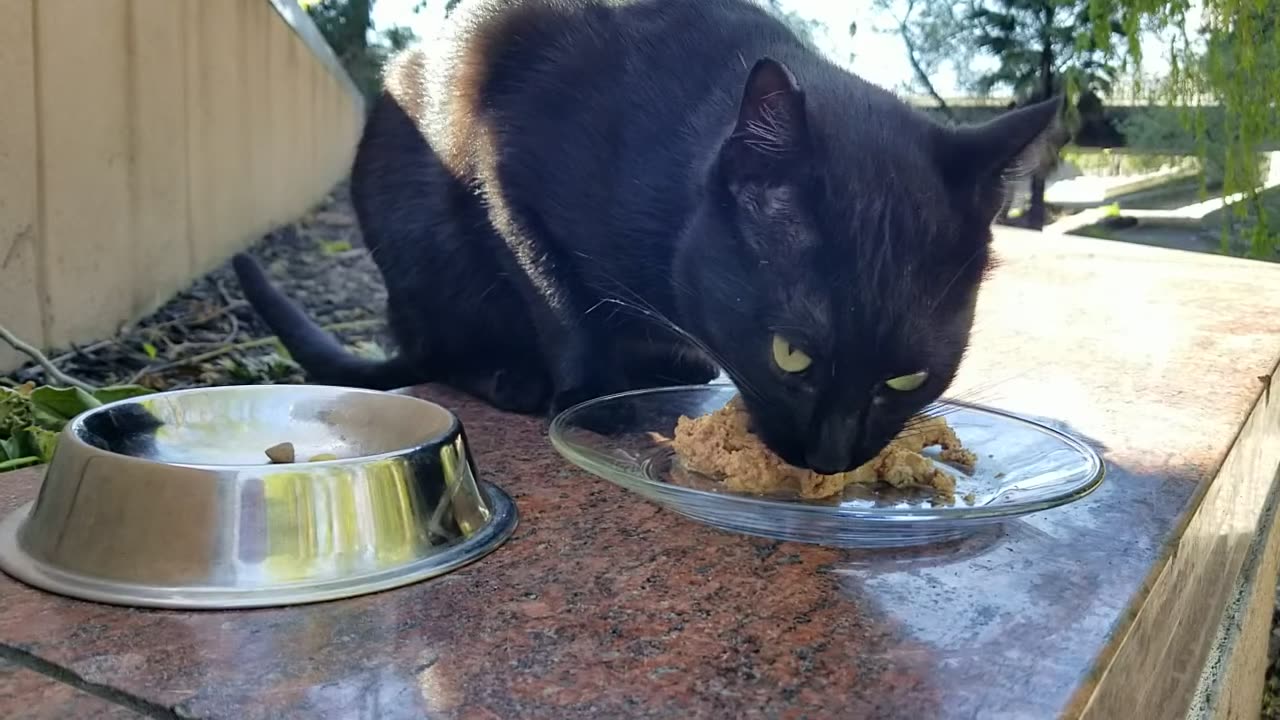 20240408 145946 Tux Released - First Meal.mp4