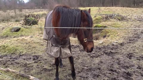 Häljalt 22 Febr. 2017