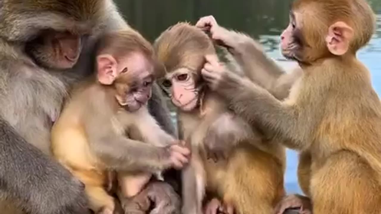 A mother with 3 adorable cubs who want to play