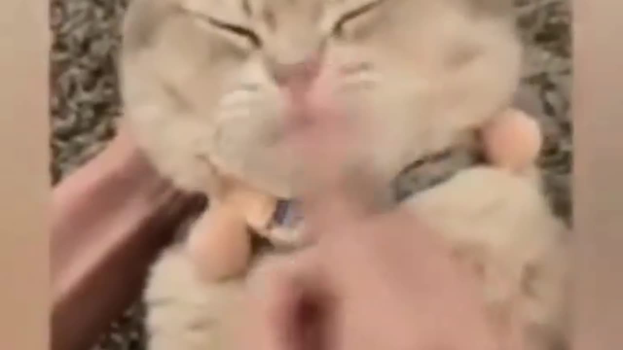 Funny animals