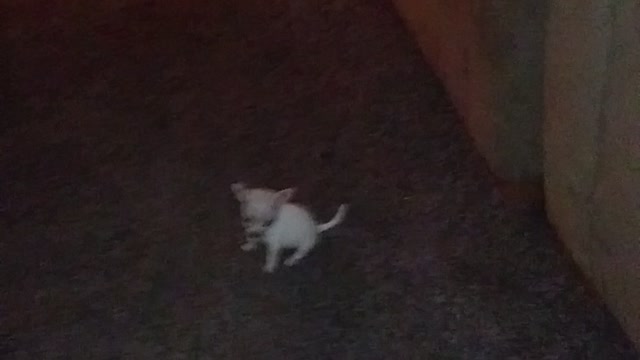 Cheena goes crazy over Chuko the Chihuahua Puppy