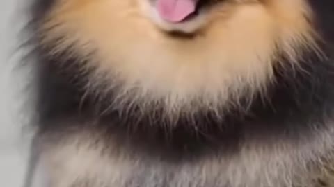 A cute puppy get a shower